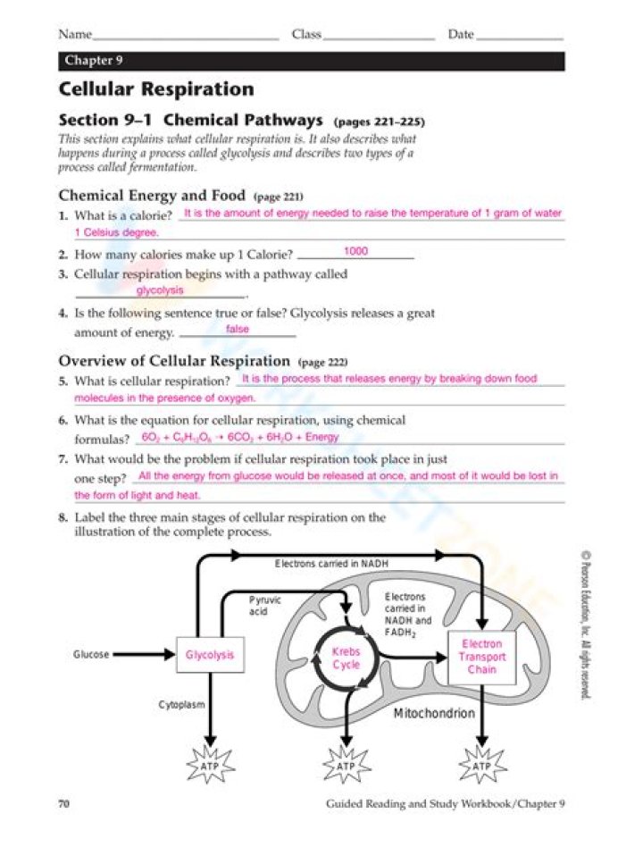 10.1 Cellular Respiration Overview: Complete Answer Key PDF