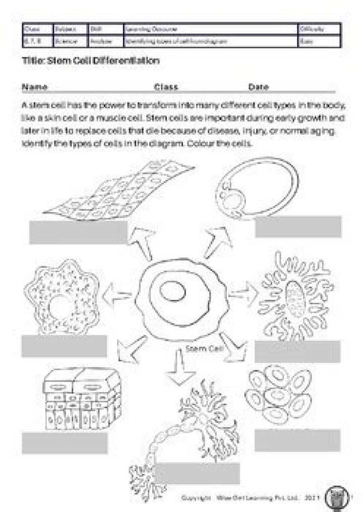 10.3 Cell Differentiation Worksheet Answers PDF with Step-by-Step Explanations