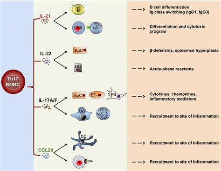 10.4 Cell Differentiation Answer Key PDF – Step-by-Step Guide