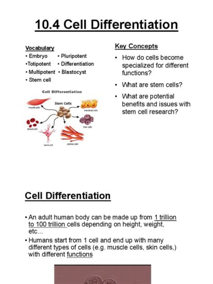 10.4 Cell Differentiation PDF Answers: Key Insights & Study Guide