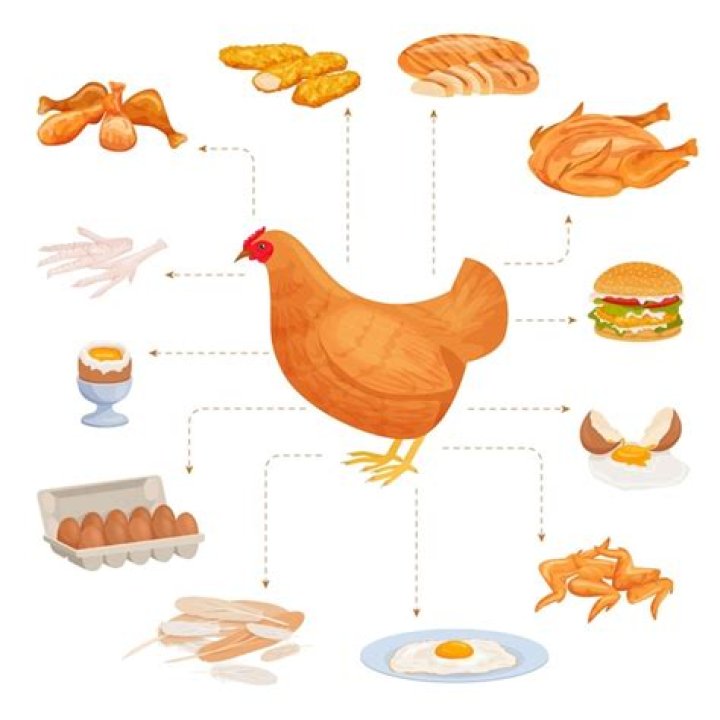 10 Chicken By-Products List PDF – Full Guide & Benefits