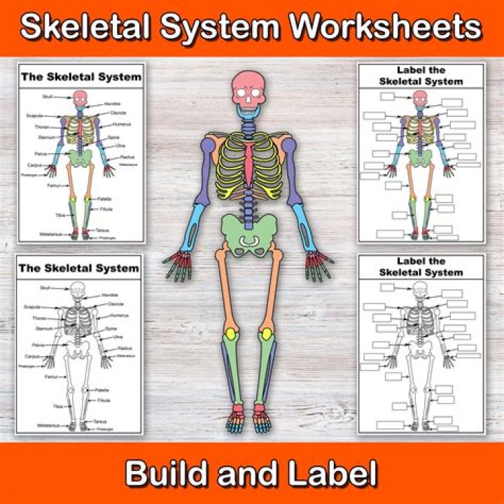 10 Critical Questions About the Skeletal System with Answers – PDF Grade Study Guide