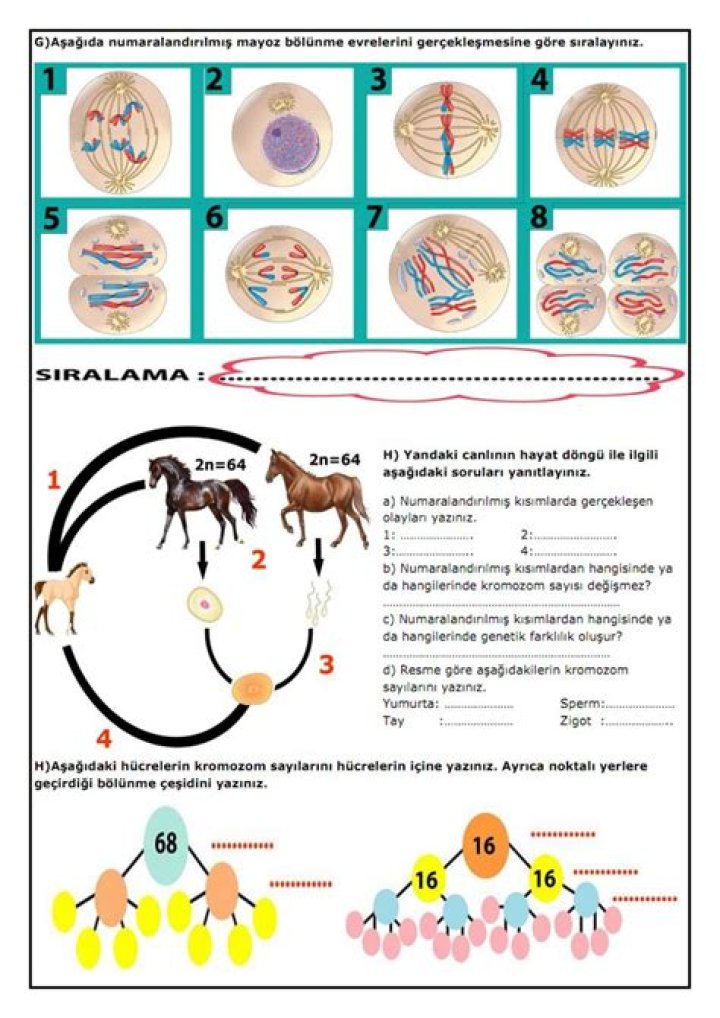10.sÄ±nÄ±f Biyoloji Mayoz ve EÇeşili Üreme Test PDF İnceleme