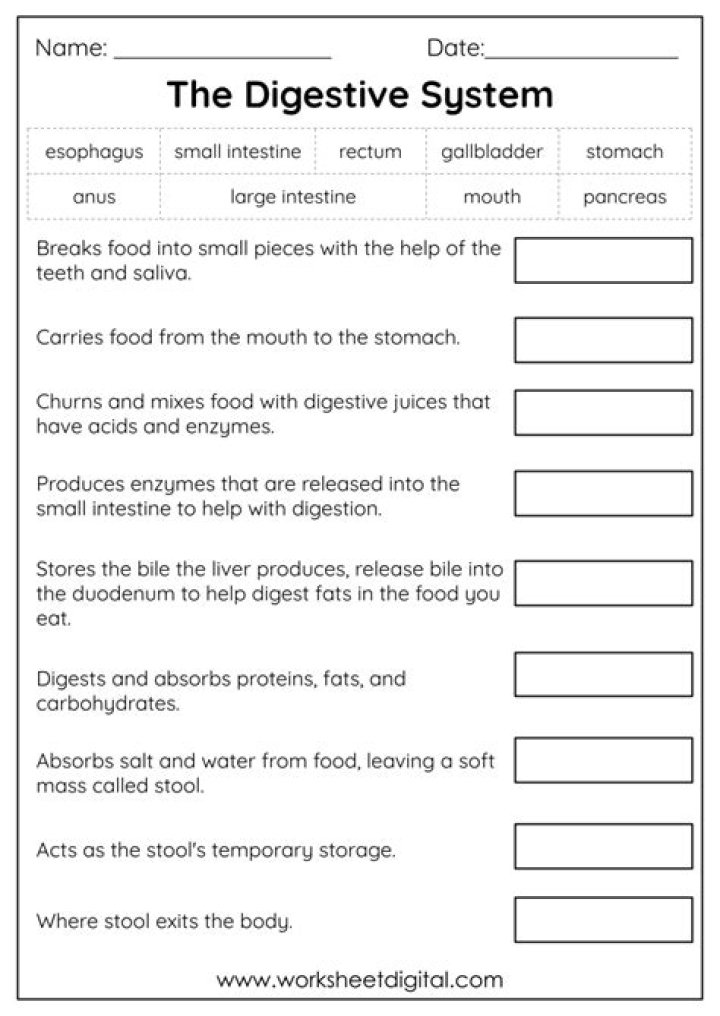 100 MCQs on Digestive System with Answers PDF Download