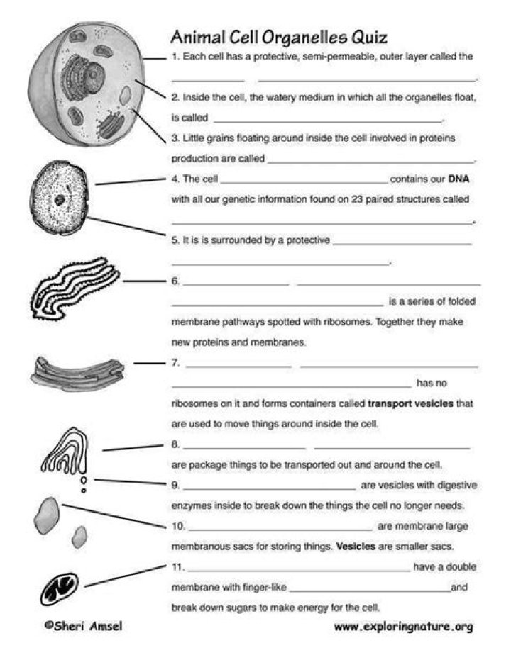 10th Grade Biology Worksheets PDF – Free Printable Study Resources