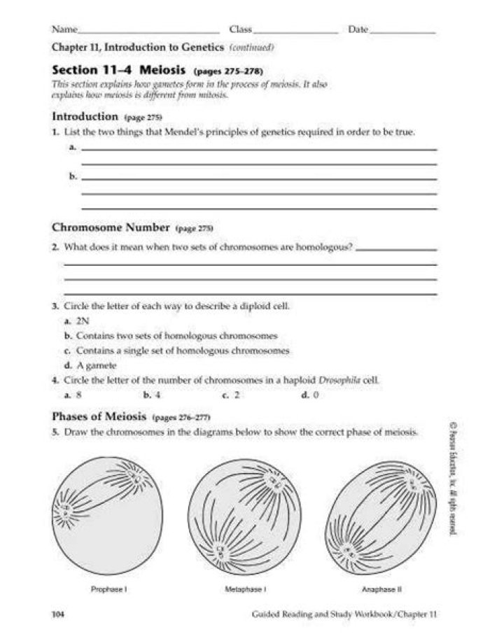11.4 Meiosis Answer Key PDF – Detailed Solutions & Explanations