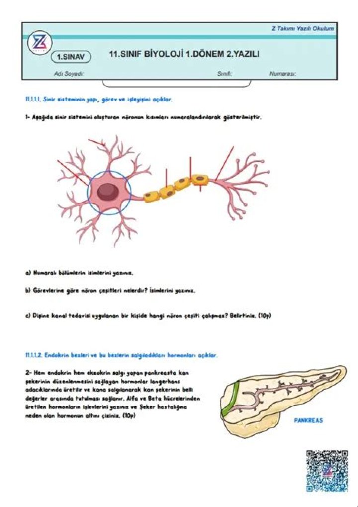 11.sÄ±nAf Biyoloji Endokrin Sistemi Testi PDF – Özel Analiz ve Öğrenci Yoluyla