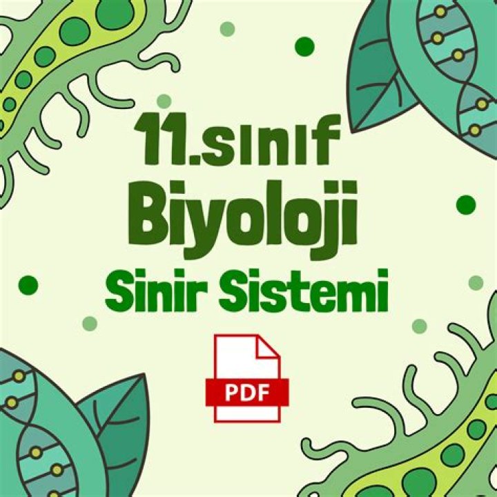 11. Sınıf Biyoloji Sinir Sistemi Test PDF – Yeni Köprünür!