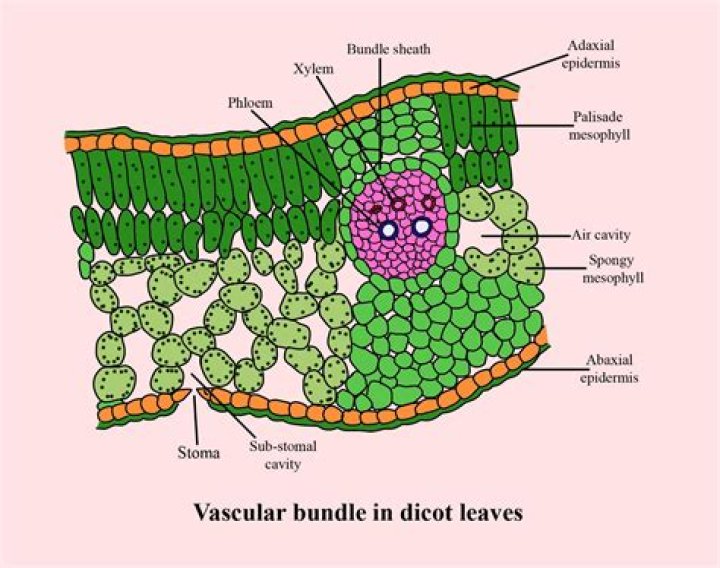 11th Biology Question Paper 2018 PDF – Download Full Solved Papers