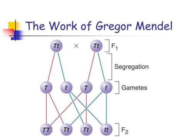 12.1 Gregor Mendel’s Work: Worksheet Answers PDF with Explanations
