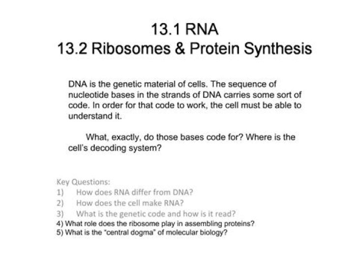 13.2 Ribosomes & Protein Synthesis Answer Key PDF – Study Guide & Answers