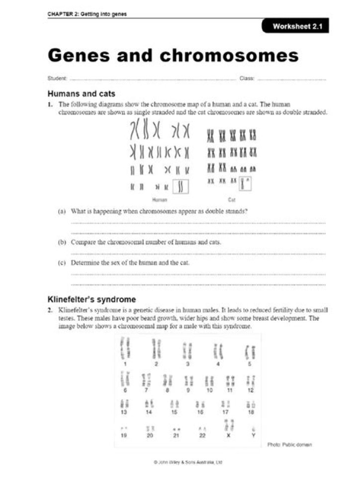 14.1 Human Chromosomes Answers PDF: Complete Guide