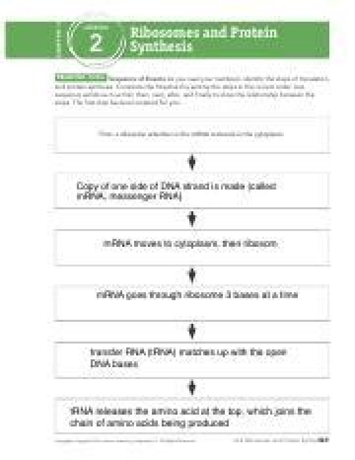 14.2 Ribosomes & Protein Synthesis: Answer Key PDF Study Guide