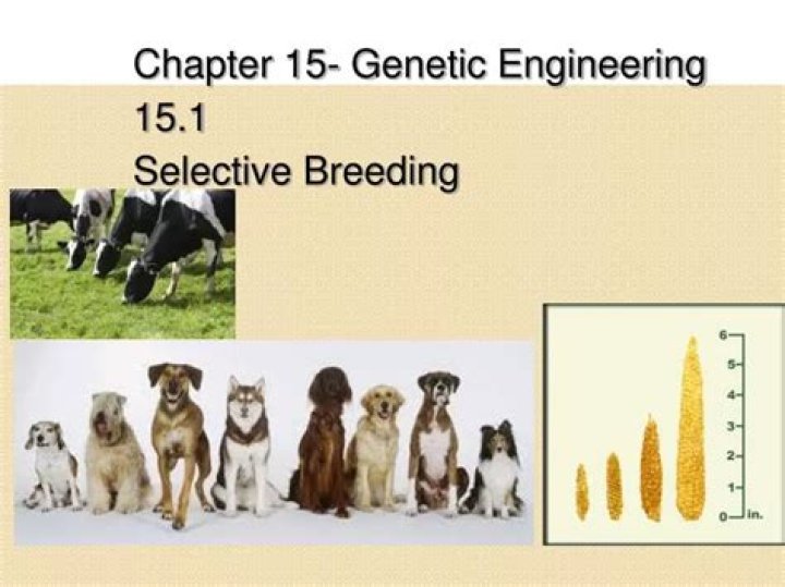 15.1 Selective Breeding Answers PDF: Expert Guide