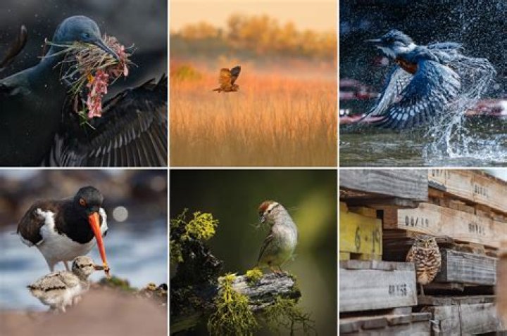 2023 Audubon Photography Awards Winners List PDF Revealed