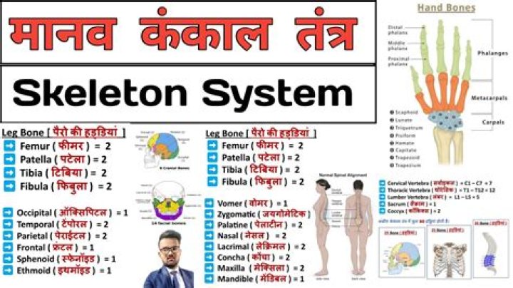 206 बोने की नाम सीधे PDF – हिंदी भाषा में