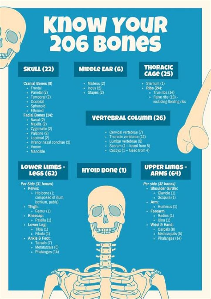 206 Bones Name List with Pictures PDF: Complete Anatomy Reference