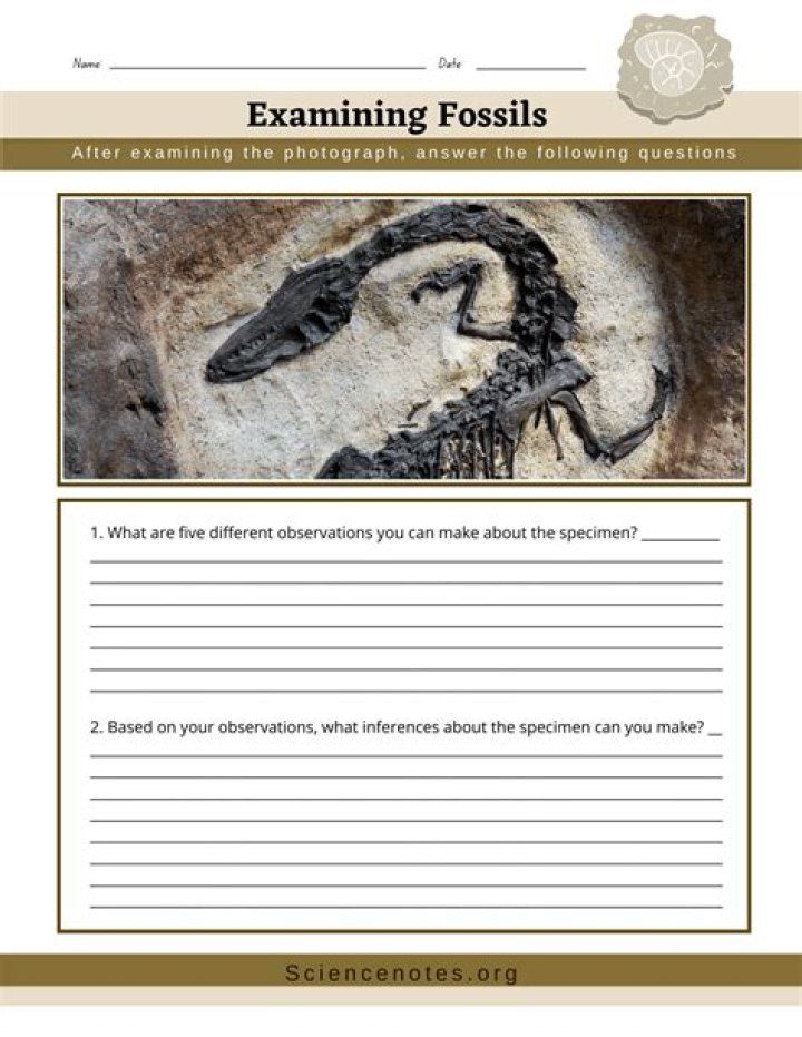 25 Questions About Fossils with Answers PDF – Free Download