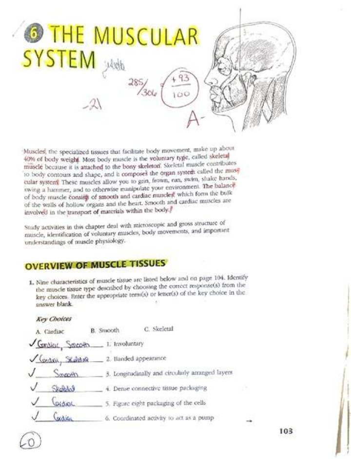 32.2 The Muscular System Answer Key PDF – Complete Study Guide