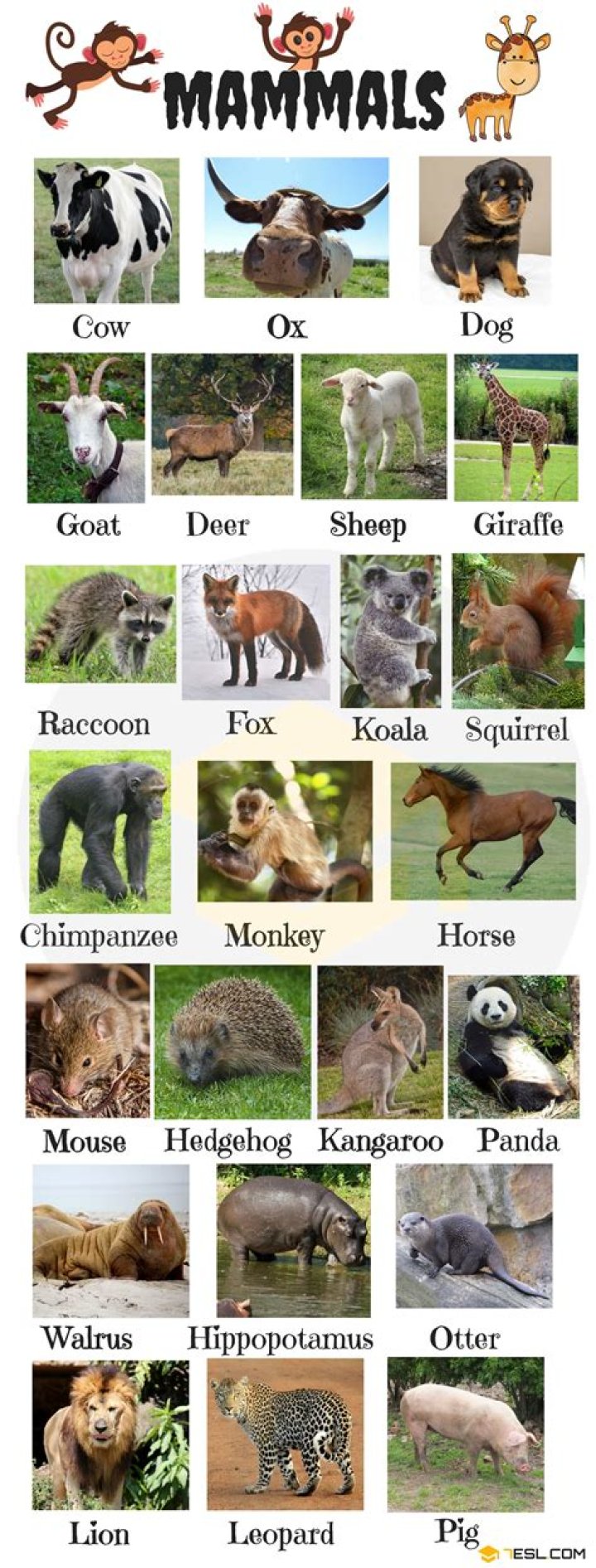 5-Letter Mammals Animals List PDF – Quick Guide