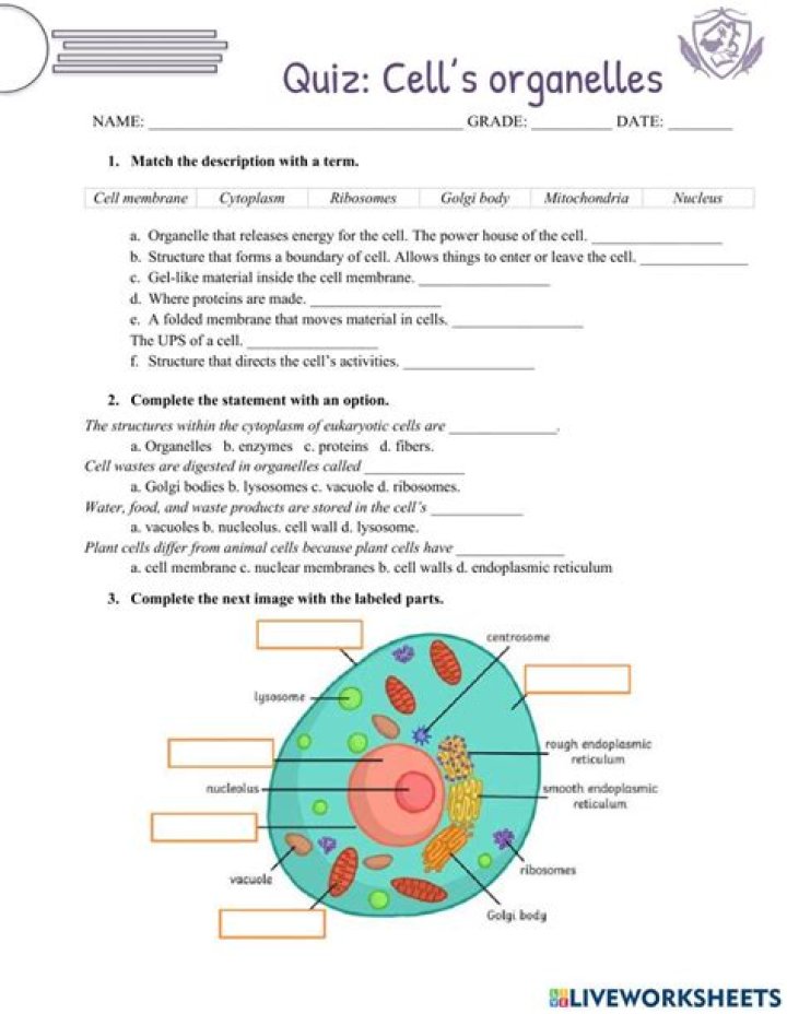 5th Grade Cells Test PDF: Free Printable Science Assessment