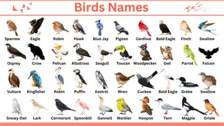 6-Letter Birds List PDF – Easy Bird Identification Guide