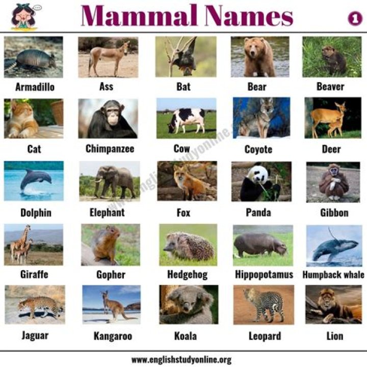 6-Letter Mammals List PDF: Quick Reference Guide