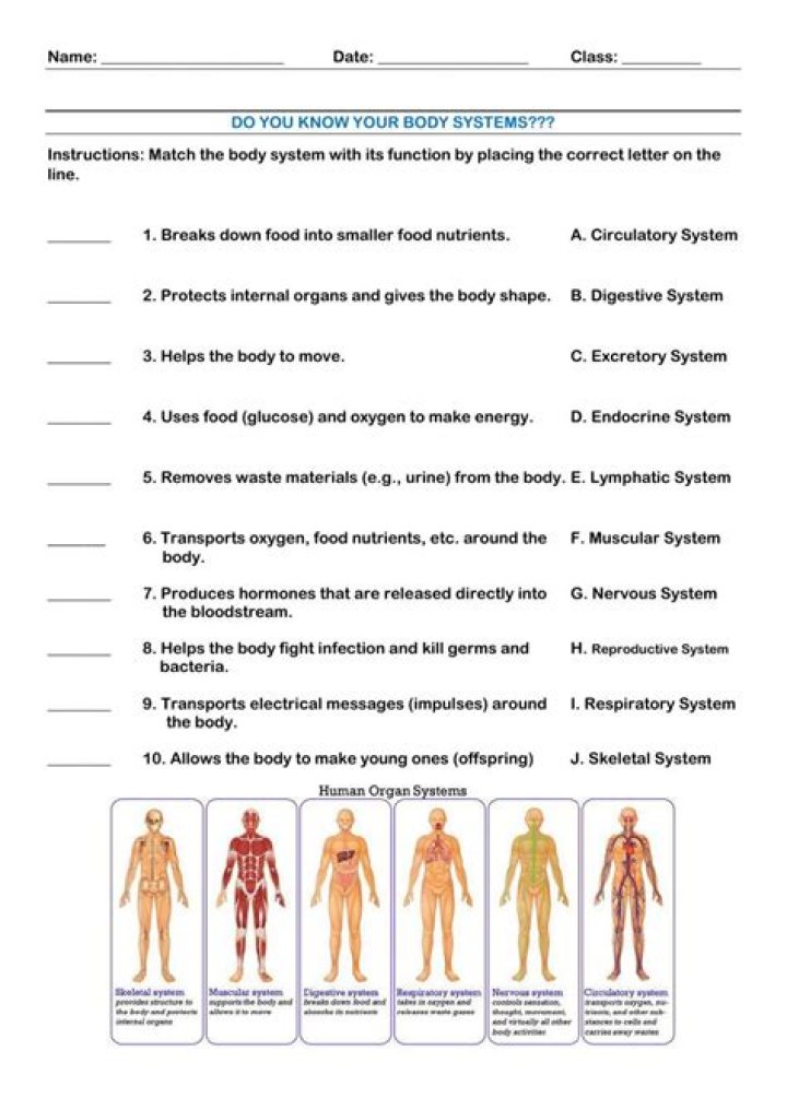 6th Grade Body Systems Worksheets PDF – Free Printable Health Lessons