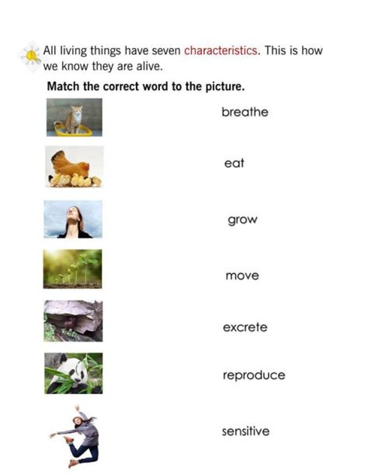 7 Characteristics of Living Things Worksheet PDF for Students