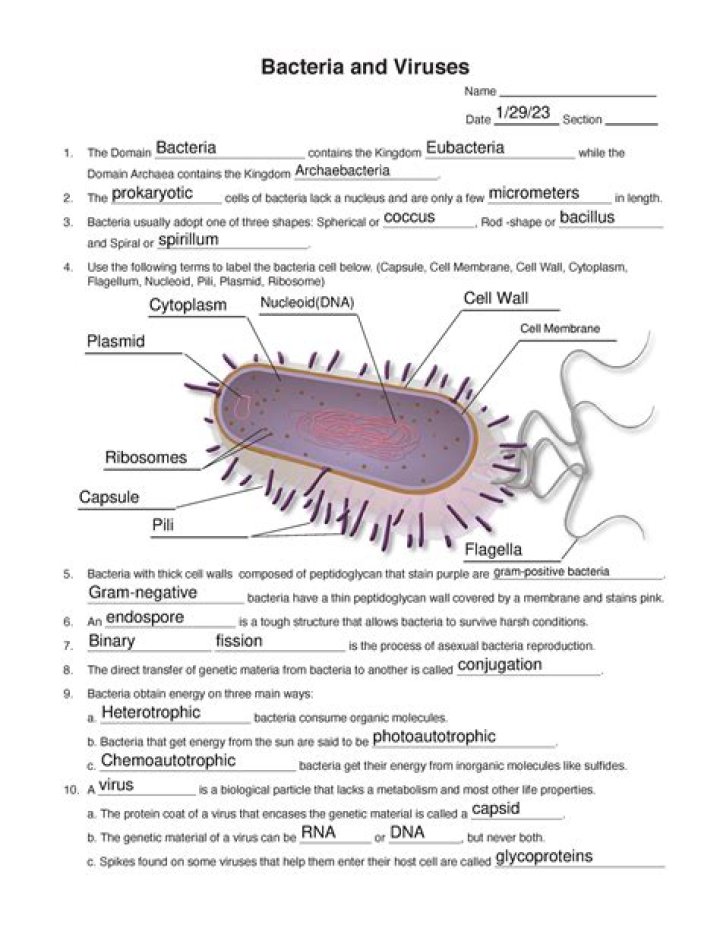 7th Grade Bacteria and Fungi Test PDF for Classroom Learning