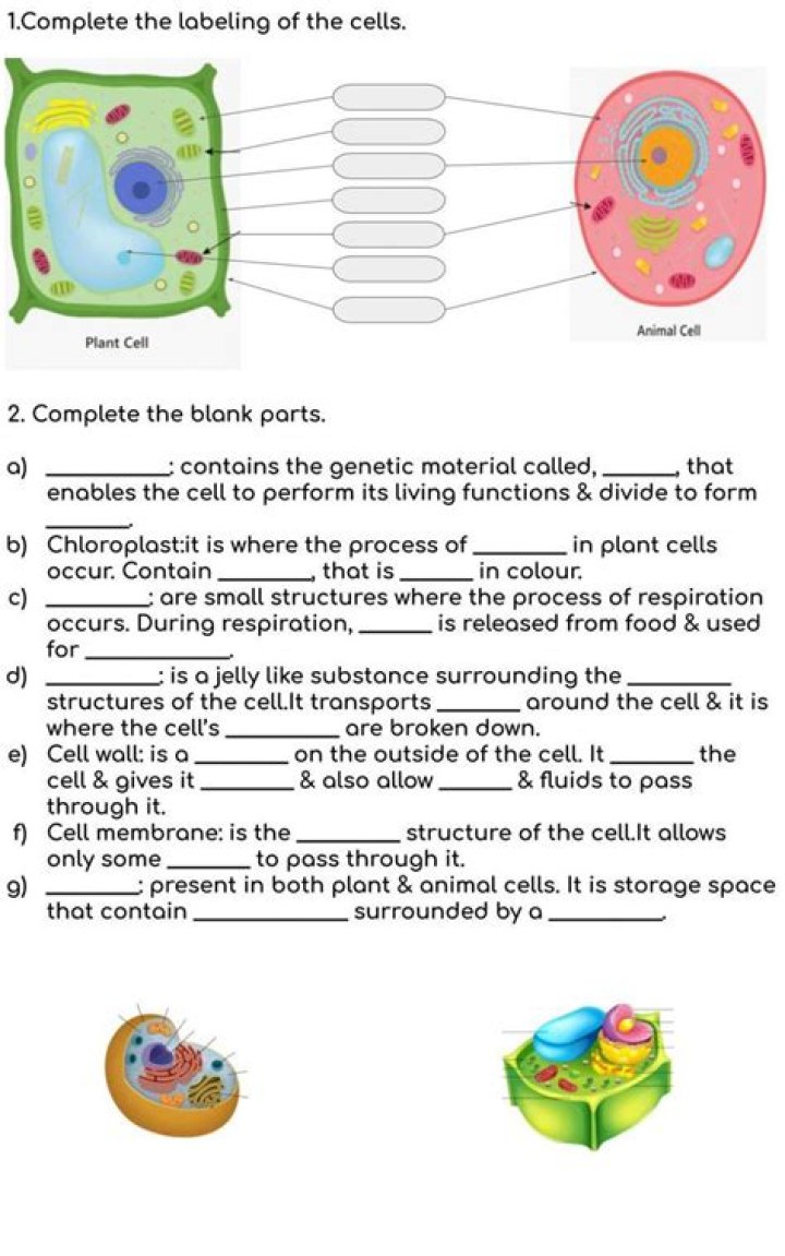7th Grade Science Test on Cells: PDF Answer Key & Study Guide