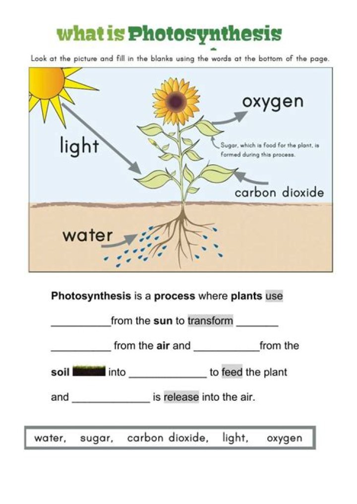 Photosynthesis 8.2 Overview: Essential Answer Key PDF Guide