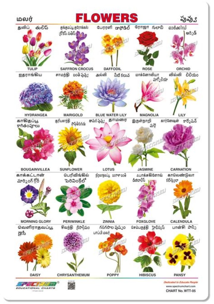 99 Flowers Names List in Tamil PDF – Free Download