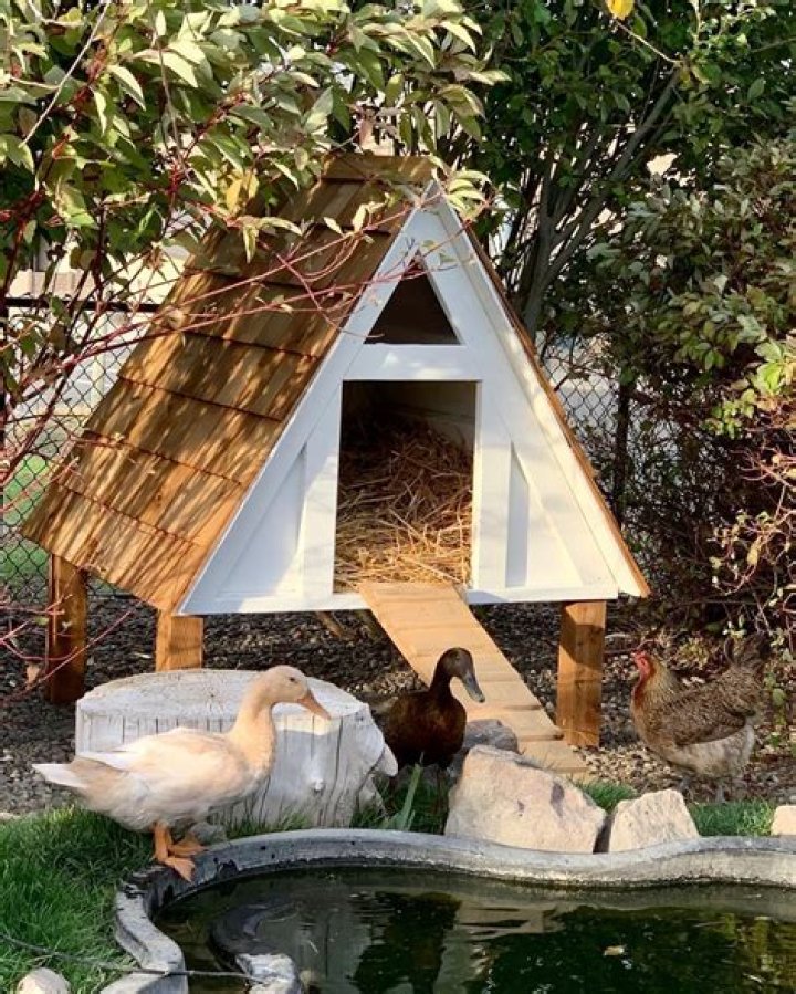 Frame Duck House Plans PDF for DIY Builders