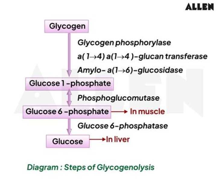 New Histochemical Test for Glycogen and Mucin Detection – Key Insights PDF