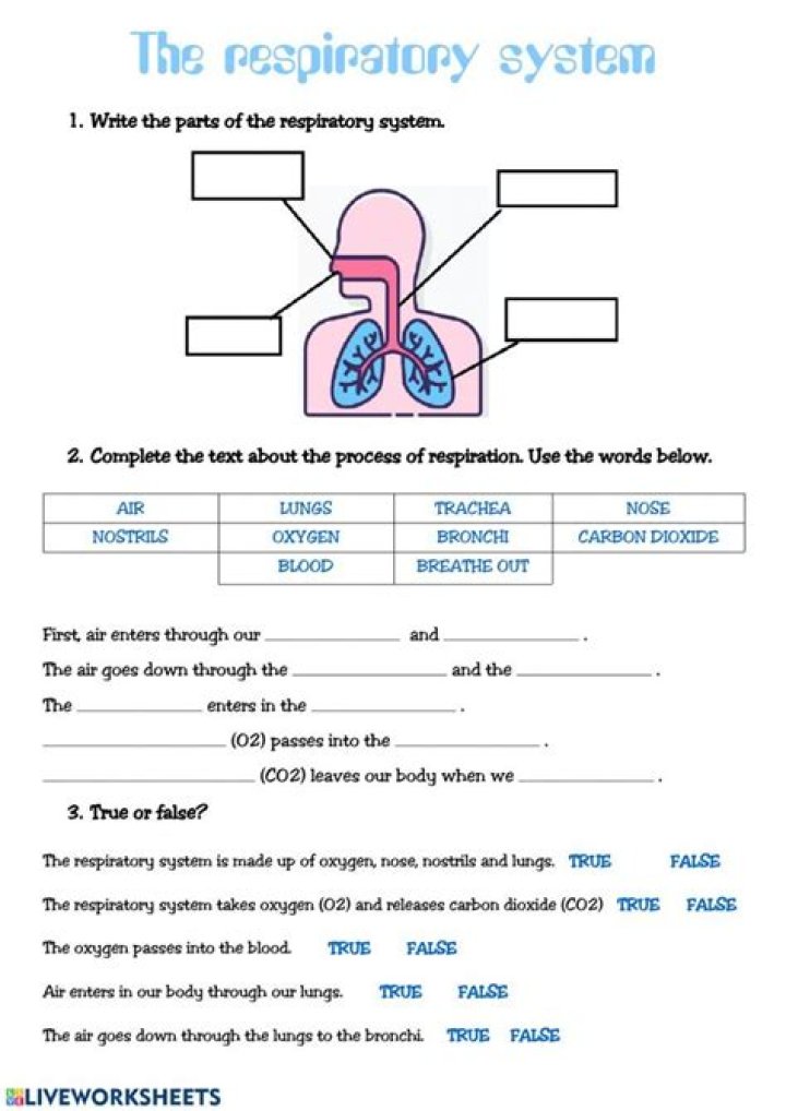 A&P Respiratory System Practice Test PDF – Instant Download