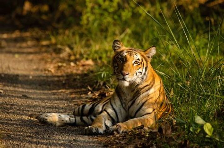 A Tiger in the Zoo: Question & Answer PDF