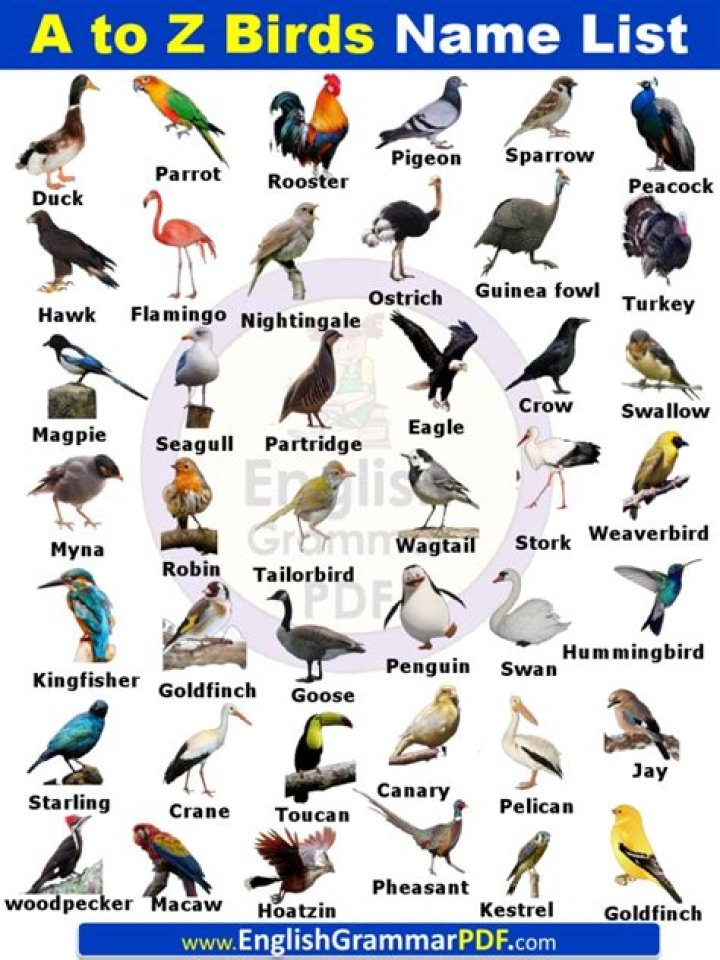 Complete A to Z Birds Name List with Pictures PDF: Easy Identification Guide