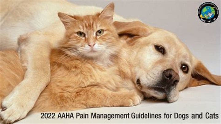 Aaha 2022 Pain Management Guidelines for Dogs and Cats PDF