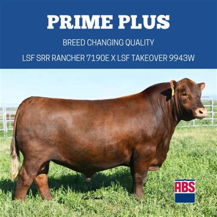 2023 Abs Bull List PDF: Complete 2023 Edition
