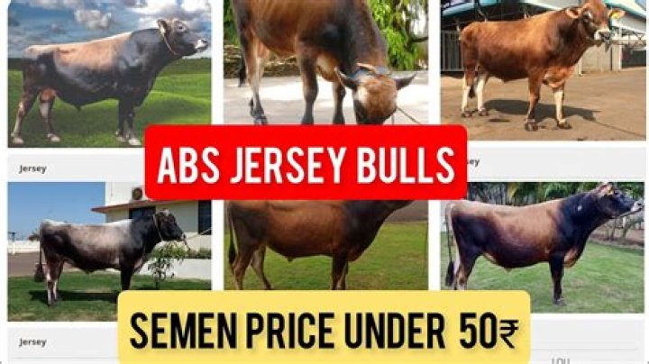ABS Jersey Bull List PDF – Official Bull Breed Jersey Data & Details