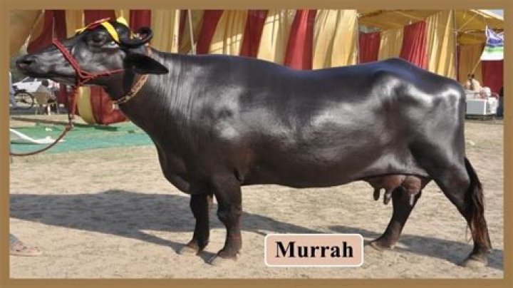 ABS Murrah Bull List PDF: Official Database Download