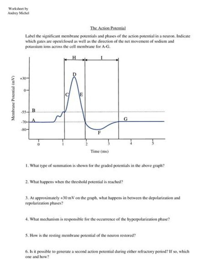 Action Potential Worksheet PDF: Student Study Guide & Practice Problems
