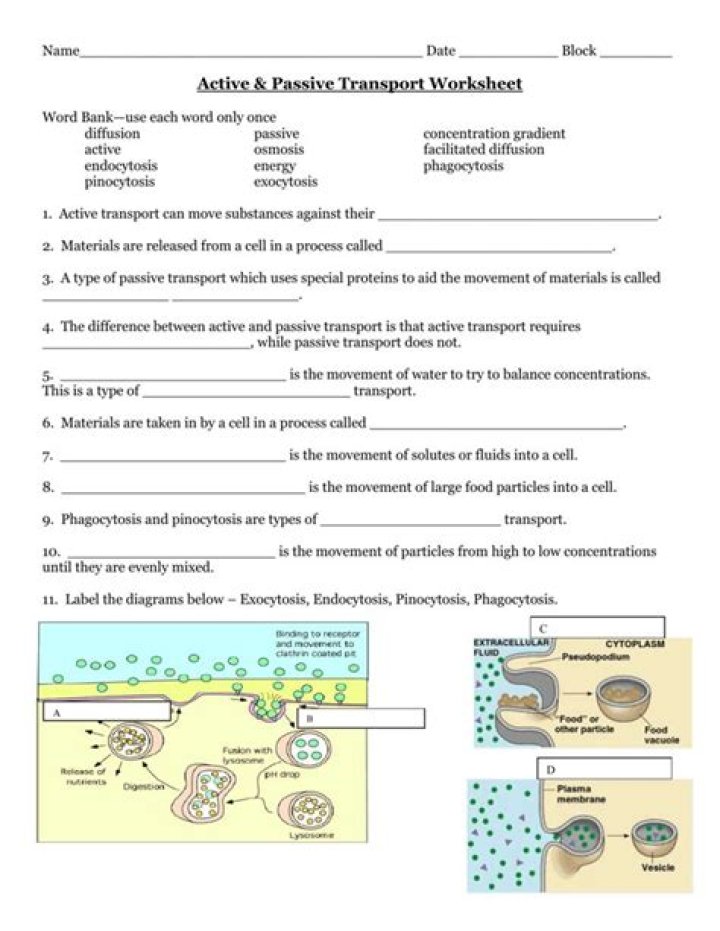 Active and Passive Transport Worksheet PDF Answers with Complete Solutions