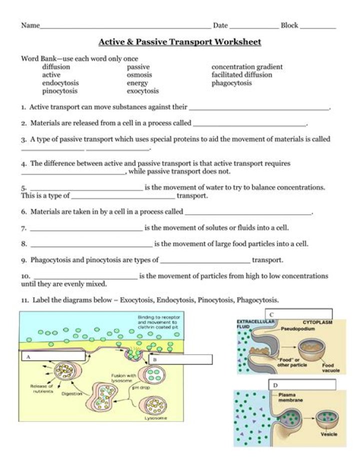 Active and Passive Transport Worksheet PDF – Download Now
