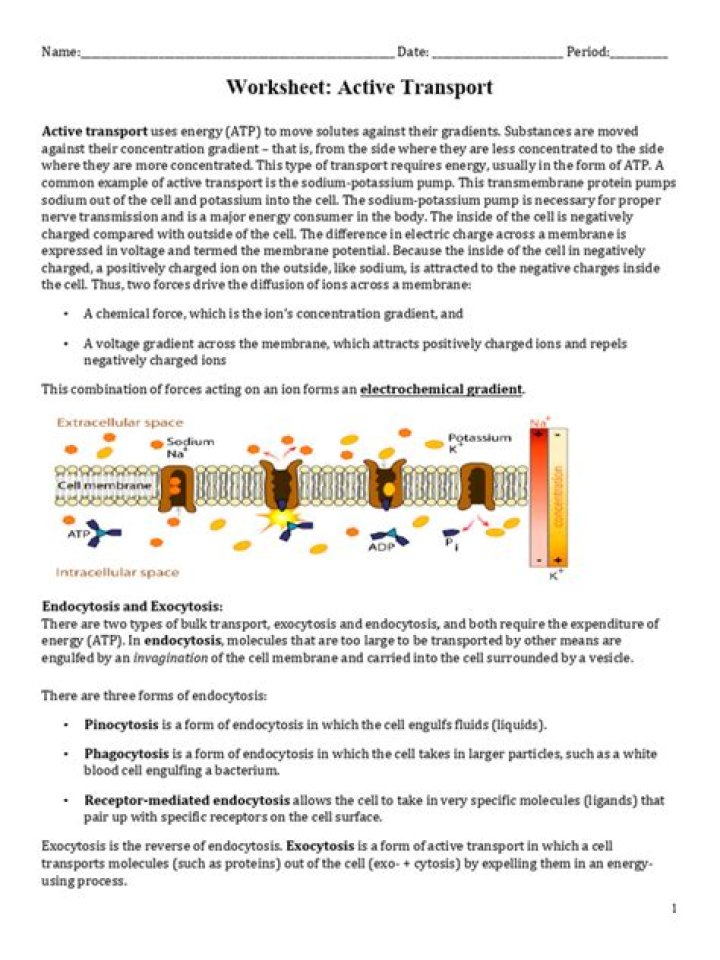Active Transport Worksheet Answers PDF – Free Printable