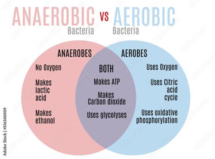 Aerobic and Anaerobic Bacteria List PDF: Complete Reference Guide