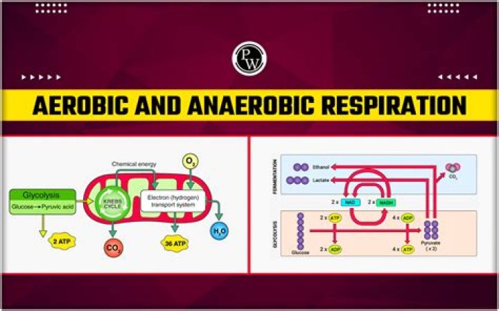 Aerobic and Anaerobic Respiration Test PDF: Complete Study Guide