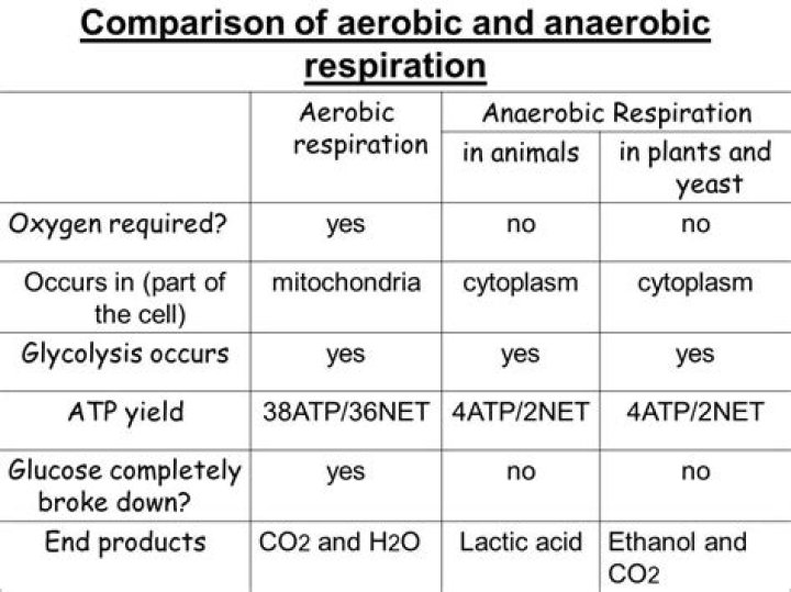 Free Aerobic and Anaerobic Respiration Worksheet PDF for Students