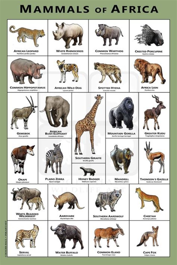 Complete African Animals List A-Z PDF – Free Download
